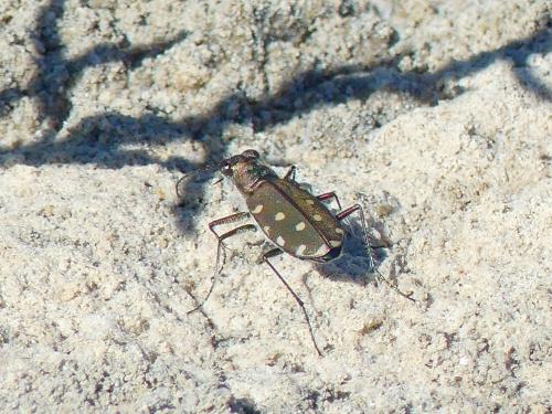 Réf. 309 794 : Calomera littoralis nemoralis